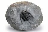 Bumpy Cyphaspis Trilobite - Ofaten, Morocco #226079-1